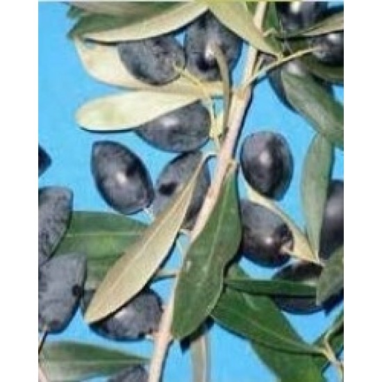Καλαμών