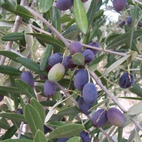 Πικουάλ