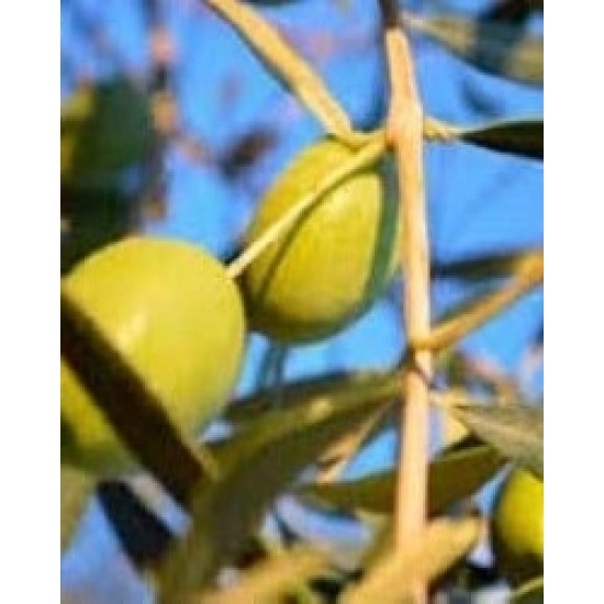 Χαλκιδικής